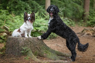 Papillon dog and a Portuguese Water Dog at Virginia Water Lake clipart