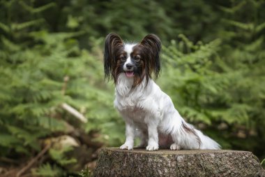 Papillon köpeği ve Portekiz su köpeği Virginia su gölünde.