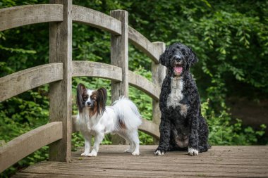 Papillon köpeği ve Portekiz su köpeği Virginia su gölünde.