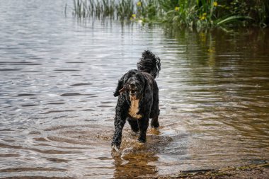 Papillon dog and a Portuguese Water Dog at Virginia Water Lake clipart