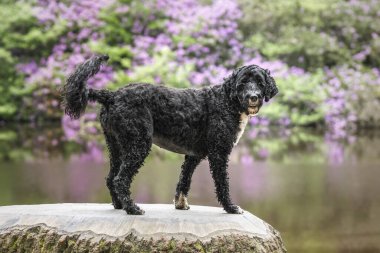 Papillon dog and a Portuguese Water Dog at Virginia Water Lake clipart