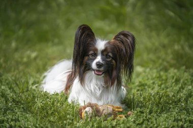 Papillon dog and a Portuguese Water Dog at Virginia Water Lake clipart