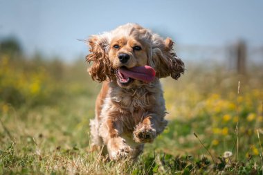 Yazın vahşi çiçeklerde cocker cocker spaniel ile çalışıp eğleniyoruz.