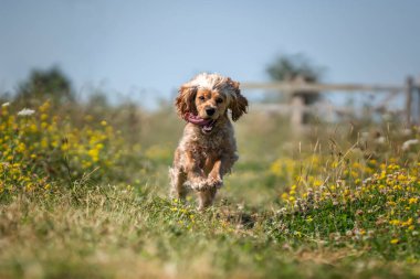 Yazın vahşi çiçeklerde cocker cocker spaniel ile çalışıp eğleniyoruz.