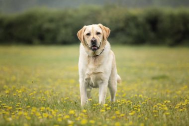 Sarı Labrador köpeği yazın Ascot Heath 'de eğleniyor.