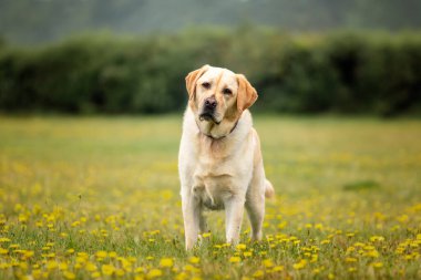Sarı Labrador köpeği yazın Ascot Heath 'de eğleniyor.
