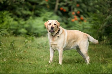 Sarı Labrador köpeği yazın Ascot Heath 'de eğleniyor.