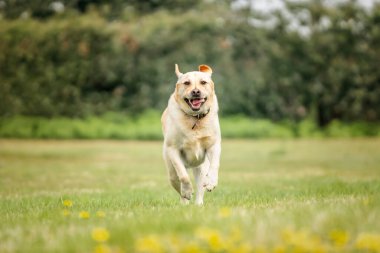 Sarı Labrador köpeği yazın Ascot Heath 'de eğleniyor.