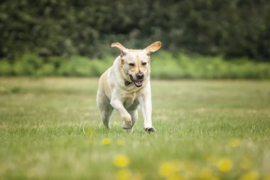 Sarı Labrador köpeği yazın Ascot Heath 'de eğleniyor.