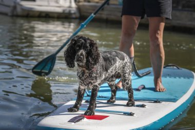 Runnymede 'de çalışan cocker spaniel köpek ve bir kürek tahtası