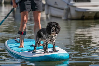 Runnymede 'de çalışan cocker spaniel köpek ve bir kürek tahtası
