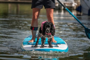 Runnymede 'de çalışan cocker spaniel köpek ve bir kürek tahtası
