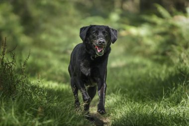 Windsor Ormanı 'ndaki Kara Labrador köpeği Büyük Park