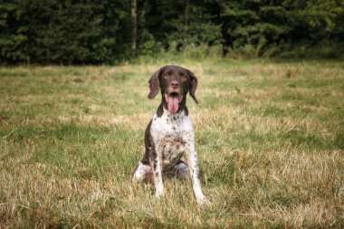 Yazın Bracknell 'de bir tarlada Springer Spaniel köpeği