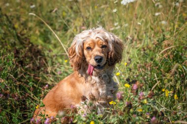 Yazın vahşi çiçeklerde cocker cocker spaniel ile çalışıp eğleniyoruz.