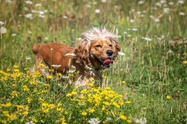 Yazın vahşi çiçeklerde cocker cocker spaniel ile çalışıp eğleniyoruz.