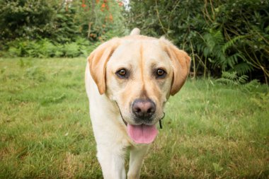 Sarı Labrador köpeği yazın Ascot Heath 'de eğleniyor.