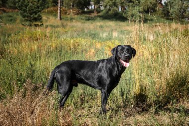 Kara Labrador köpeği yazın tarlalarda ve ormanda eğleniyor.