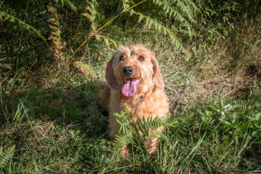 Windsor Great Park 'ta Fauve de Bretagne Red Wheaton köpeği.