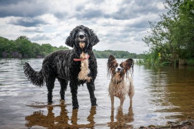 Papillon köpeği ve Portekiz su köpeği Virginia su gölünde.