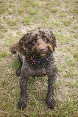 Berkshire 'daki Windsor ormanında kahverengi Cockapoo köpeği.