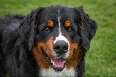 Bernese Dağ Köpeği, Windsor 'da Berkshire' da Uzun Yürüyüş