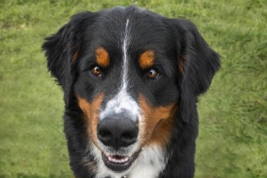 Bernese Dağ Köpeği, Windsor 'da Berkshire' da Uzun Yürüyüş