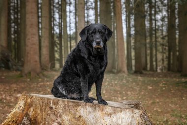 Virginia Suyu 'nda Kara Labrador Retriever köpeği