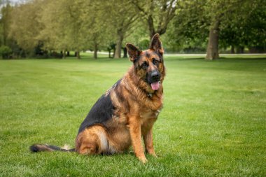 German Shepherd Dog GSD on Windsor Long Walk clipart