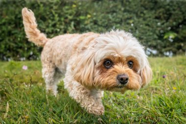 Berkshire Ascot Yarış Pisti 'nde Cavachon köpeği