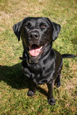 Windsor Büyük Parkı 'ndaki Virginia Su Gölü' nde Kara Labrador köpeği.