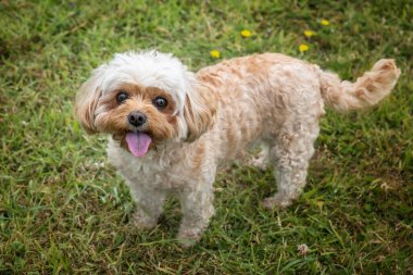 Berkshire Ascot Yarış Pisti 'nde Cavachon köpeği