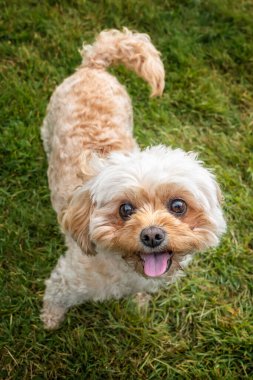 Berkshire Ascot Yarış Pisti 'nde Cavachon köpeği
