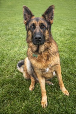 Windsor Uzun Yürüyüşünde Alman Çoban Köpeği GSD