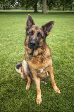 Windsor Uzun Yürüyüşünde Alman Çoban Köpeği GSD