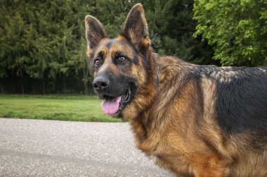 Windsor Uzun Yürüyüşünde Alman Çoban Köpeği GSD