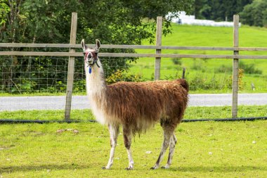 Llama Skjolden Köyü, Norveç, Avrupa 'da Lustrafjorden' in sonunda.