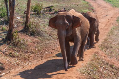 Elephant Nature Park Chiang Mai and Sanctuary in Thailand clipart