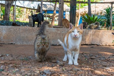 Fil Doğa Parkı 'ndaki Kediler. Tayland' daki Chiang Mai ve Sığınak.