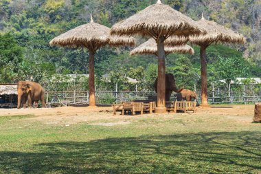 Tayland 'daki Fil Doğa Parkı Chiang Mai ve Sığınağı
