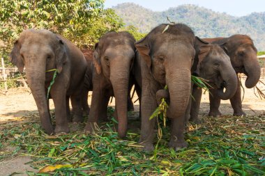 Tayland 'daki Fil Doğa Parkı Chiang Mai ve Sığınak' ta beş fil.