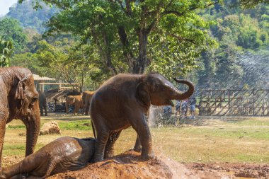 Tayland 'daki Fil Doğa Parkı Chiang Mai ve Sığınağı