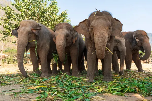 Tayland 'daki Fil Doğa Parkı Chiang Mai ve Sığınak' ta beş fil.