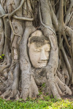 Asya 'da, Tayland' da Phra Nakhon Ayutthaya 'da bir ağaçta Buda' nın başı.