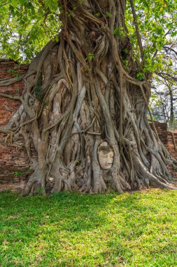 Asya 'da, Tayland' da Phra Nakhon Ayutthaya 'da bir ağaçta Buda' nın başı.