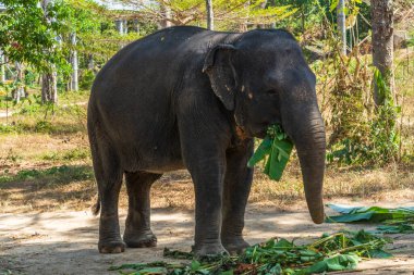 Fil, Tayland 'da Phuket' te bir kurtarma sığınağında emekliliğinin tadını çıkarıyor.