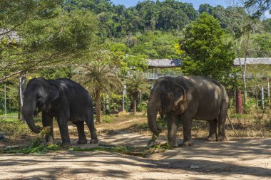 Filler Tayland 'da Phuket' te bir kurtarma sığınağında emekliliğin tadını çıkarıyorlar.