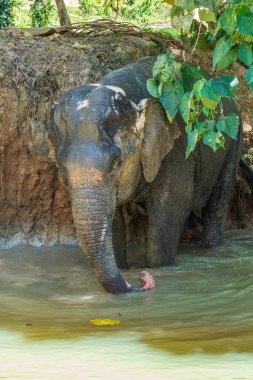 Fil, Tayland 'da Phuket' te bir kurtarma sığınağında emekliliğinin tadını çıkarıyor.