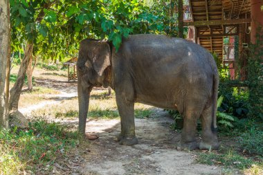 Fil, Tayland 'da Phuket' te bir kurtarma sığınağında emekliliğinin tadını çıkarıyor.