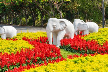 Tayland 'da Chiang Mai' deki Kraliyet Parkı Rajapruek - çiçek koyunu